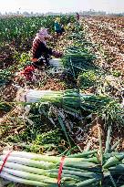 China Agricultural Harvest