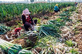 China Agricultural Harvest