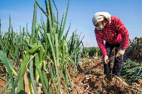 China Agricultural Harvest