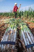China Agricultural Harvest