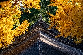 Dajue Temple in Autumn