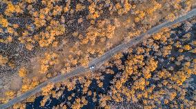 Aerial View of  Poplar Forests
