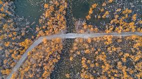 Aerial View of  Poplar Forests