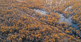 Aerial View of  Poplar Forests