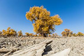 Aerial View of  Poplar Forests