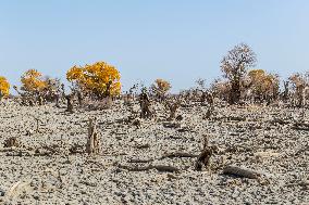 Aerial View of  Poplar Forests