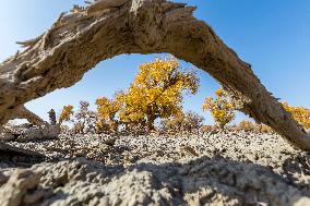 Aerial View of  Poplar Forests