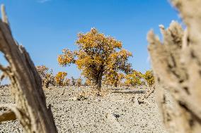 Aerial View of  Poplar Forests