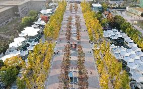 Ginkgo Avenue in Nanjing City