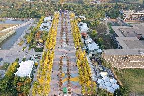 Ginkgo Avenue in Nanjing City