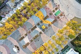 Ginkgo Avenue in Nanjing City