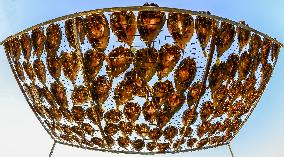 Basking Fish In Early Winter