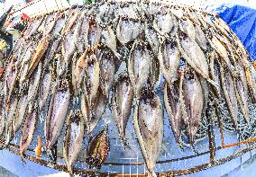 Basking Fish In Early Winter