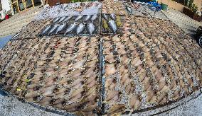 Basking Fish In Early Winter