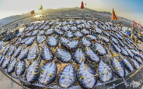 Basking Fish In Early Winter