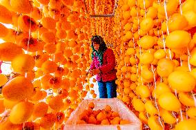 Persimmon Processing