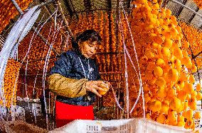 Persimmon Processing
