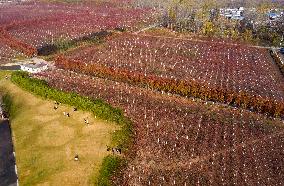 Early Winter Red Maple