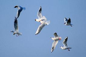 Seagull Migration