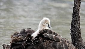 Newborn Cygnet