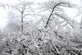 The First Rime at Qianjiang National Forest Park in Chongqing