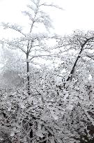 The First Rime at Qianjiang National Forest Park in Chongqing