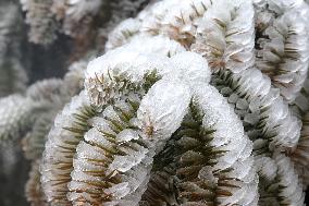 The First Rime at Qianjiang National Forest Park in Chongqing