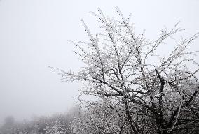 The First Rime at Qianjiang National Forest Park in Chongqing