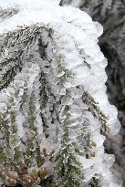 The First Rime at Qianjiang National Forest Park in Chongqing