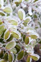 The First Rime at Qianjiang National Forest Park in Chongqing