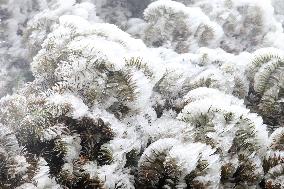 The First Rime at Qianjiang National Forest Park in Chongqing