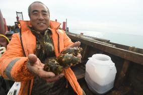 Sea Cucumber Fishing in 2020