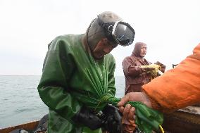 Sea Cucumber Fishing in 2020