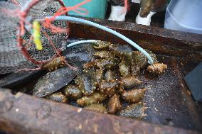 Sea Cucumber Fishing in 2020