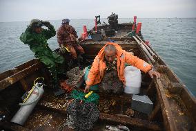 Sea Cucumber Fishing in 2020