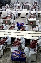 Animal Husbandry Industry