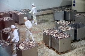 Animal Husbandry Industry