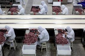 Animal Husbandry Industry