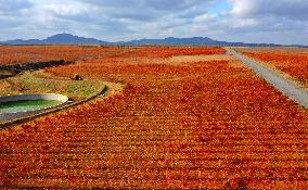 Aerial Photo Cofco Great Wall Grape Red Leaves