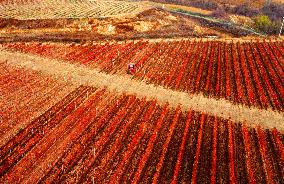 Aerial Photo Cofco Great Wall Grape Red Leaves