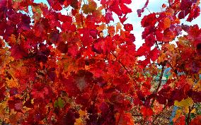 Aerial Photo Cofco Great Wall Grape Red Leaves