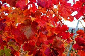 Aerial Photo Cofco Great Wall Grape Red Leaves