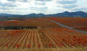 Aerial Photo Cofco Great Wall Grape Red Leaves