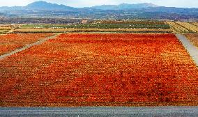 Aerial Photo Cofco Great Wall Grape Red Leaves