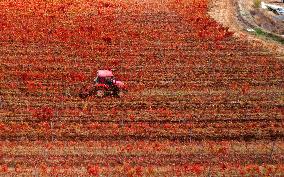 Aerial Photo Cofco Great Wall Grape Red Leaves