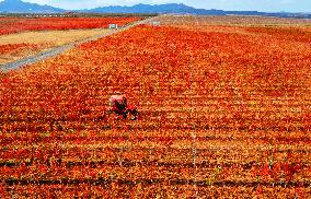 Aerial Photo Cofco Great Wall Grape Red Leaves