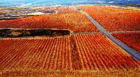 Aerial Photo Cofco Great Wall Grape Red Leaves