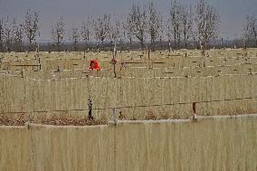 Vermicelli Production