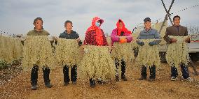 Vermicelli Production