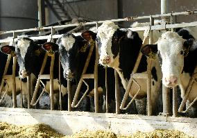 Dairy farm Scientific Breeding